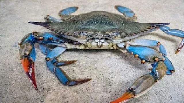 Granchi blu a Ladispoli, scatta l'allarme invasione: che cosa sono e cosa fare