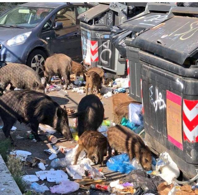 Manovra, il governo apre la caccia ai cinghiali in citt&agrave;: passa l&rsquo;emendamento di FdI