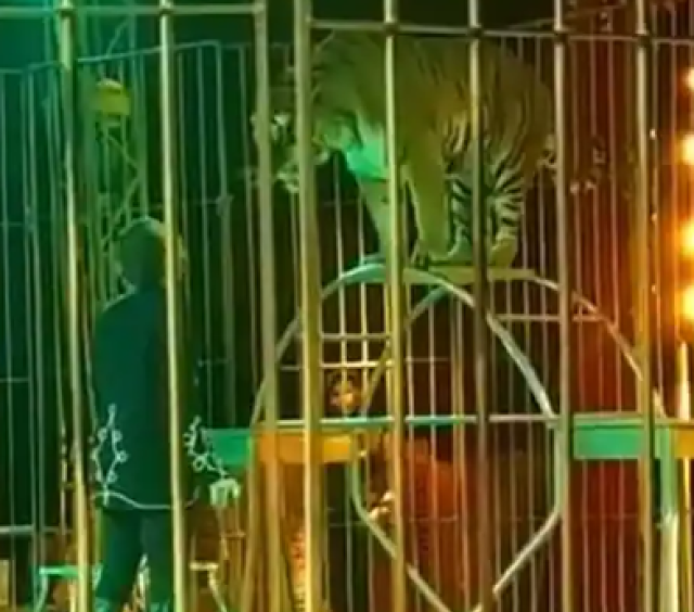 Chi &egrave; Ivan Orfei, il domatore aggredito dalla tigre al circo di Surbo: VIDEO INCIDENTE