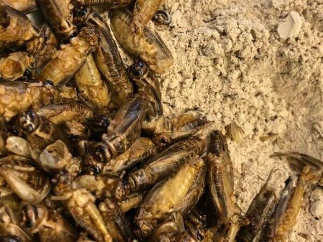 Farina di grillo, via libera definitivo dall'Unione europea a partire dal 24 gennaio 2023