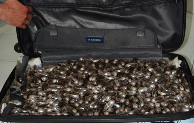 Verano Brianza, 24enne trovato con 22 chili di droga in giardino: "Volevo pagarmi il matrimonio"