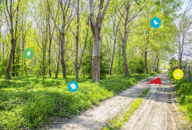 E.ON per il Green, con il progetto Boschi celebrato il traguardo di oltre 110.000 alberi piantati