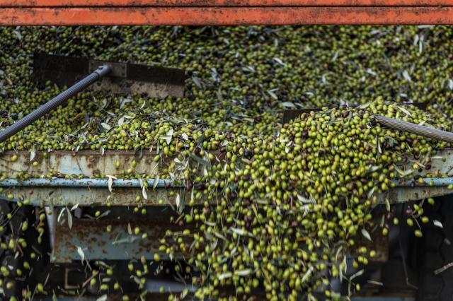 Associazione Produttori Olivicoli Toscani