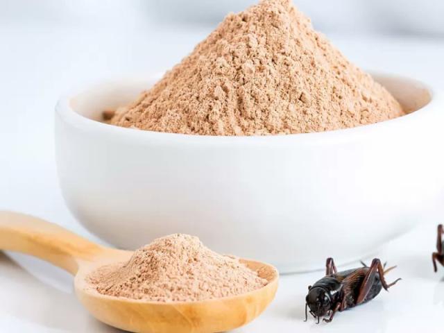 Pasta con la farina di grillo, a Torino arrivano gli spaghetti: &egrave; giunto il momento tanto temuto