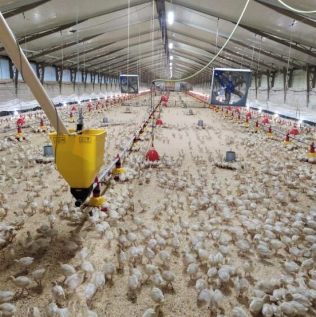 Aviaria, allarme dell'Oms: "Prossima potenziale pandemia". E Bassetti rincara: "Pi&ugrave; mortale del Covid"