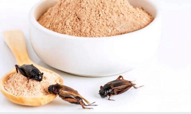 Farina di grillo, quali sono marche italiane di pasta che la usano: l'elenco