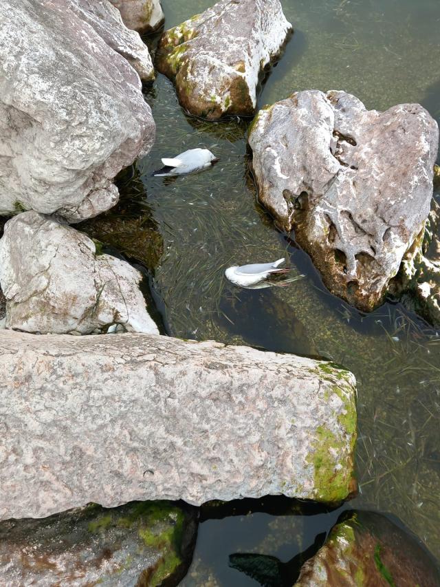 Aviaria sul Garda, gabbiani morti a decine a Desenzano e Sirmione. Rischio epidemia perch&eacute; cibo per corvi