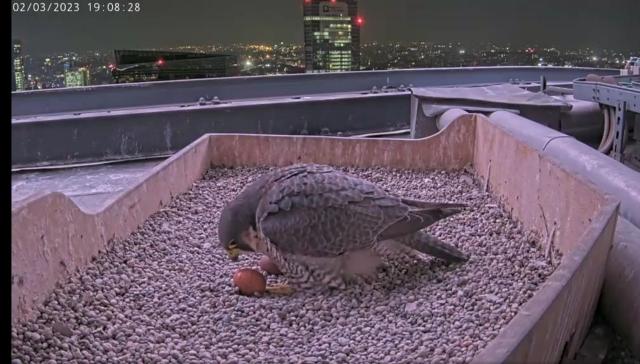 Giulia e Gi&ograve;, la coppia di falchi pellegrini sul Pirellone: si aspetta la schiusa delle uova