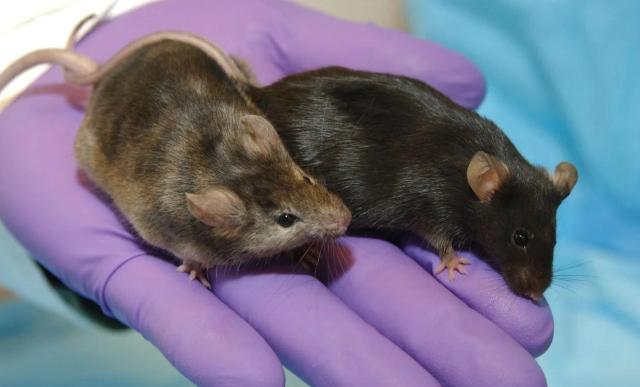 Uk, topi nati da due padri con uova di cellule maschili: anche la scienza &egrave; gender fluid