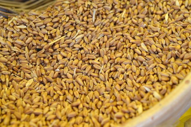 Grano ucraino, la Polonia vara stop all'importazione: &ldquo;Danneggia i nostri agricoltori&rdquo;