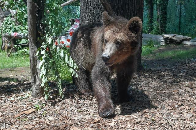 Tar di Trento salva l'orsa Jj4: nessun abbattimento e ipotesi trasferimento. Fugatti: "Decisione sorprendente"