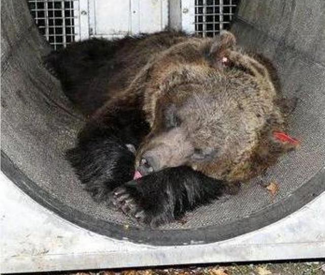 Jj4, catturata l'orsa responsabile dell'aggressione al runner Andrea Papi: trasferita al Casteller