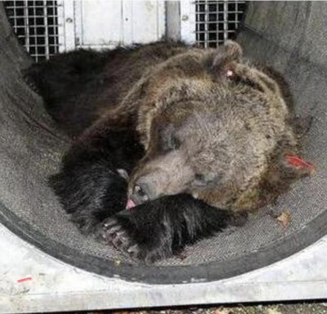 Fugatti firma il decreto di abbattimento dell'orso MJ5, i veterinari contro l'eutanasia a JJ4