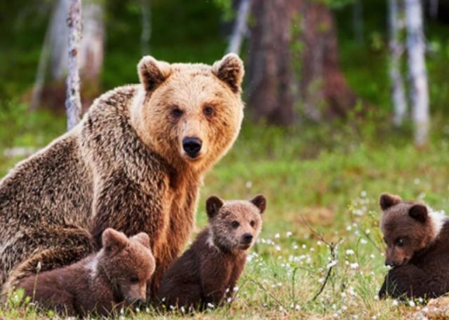 Runner Andrea Papi morto per malore improvviso da vaccino Covid e non per attacco dell'orsa: la notizia che gira in rete