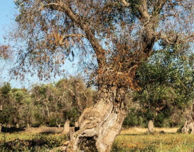 Xylella fastidiosa in Puglia, il batterio colpisce il 40% della Regione: addio 21 milioni di ulivi