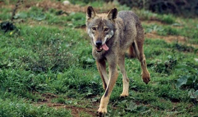 Bolzano, approvata la legge che consente l&rsquo;abbattimento dei lupi. L&rsquo;86% degli altoatesini &egrave; favorevole