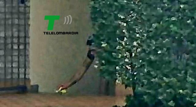 Alessandro Impagnatiello e il video in cui pulisce la scena del crimine. Sfuma la pista del complice