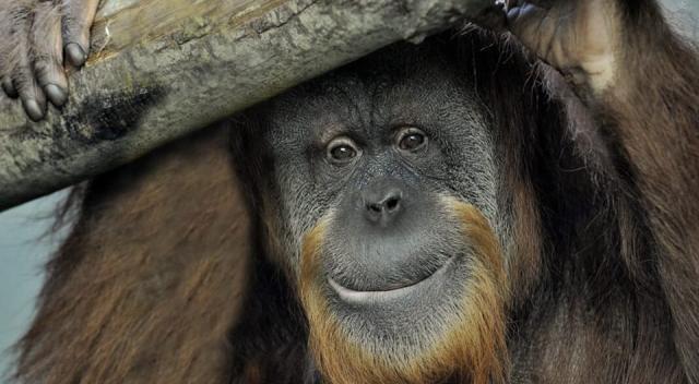 Orango Zoe del bioparco di Roma morta per infiammazione polmonare: aveva 37 anni