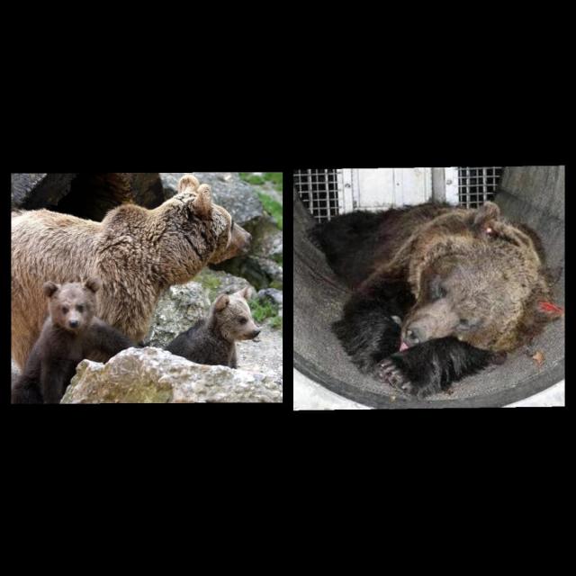 Orsi Jj4 e Mj5 salvati in appello dal Consiglio di Stato: &ldquo;L&rsquo;abbattimento &egrave; sproporzionato&rdquo;. La decisione ritorna al Tar