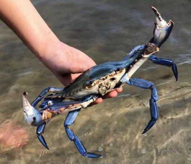 Granchio blu, Zaia: "Stato d'emergenza, a rischio allevamenti vongole"; lo chef Corelli: "Mangiamolo, molto nutriente"