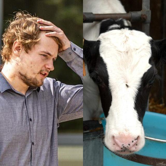 Sesso con una mucca nella fattoria, il 25enne Liam Brown filmato e inchiodato dalle telecamere: arrestato