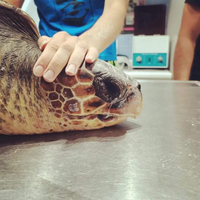 E.ON, con il programma per la salvaguardia dell'ambiente marino 10 tartarughe salvate e 170 kg di rifiuti raccolti