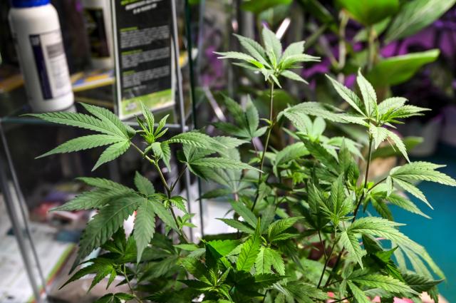 Cannabis light, il Tar Lazio sospende il decreto che vieta la vendita dei prodotti a base di Cbd per uso orale