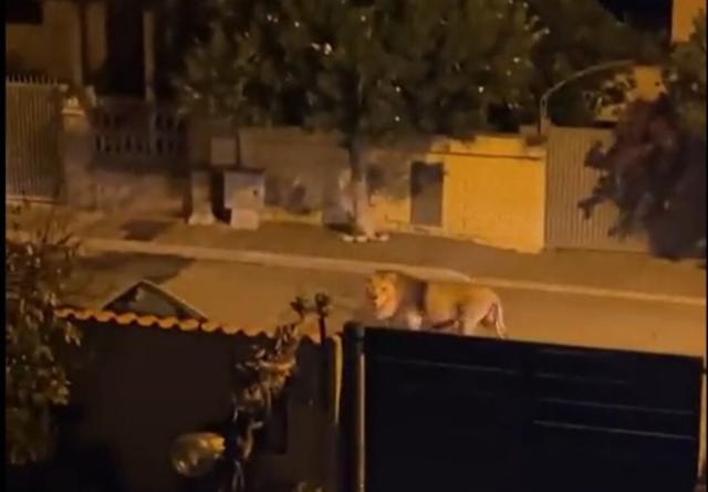 Ladispoli, leone scappa dal circo e va in giro per le strade terrorizzando gli abitanti