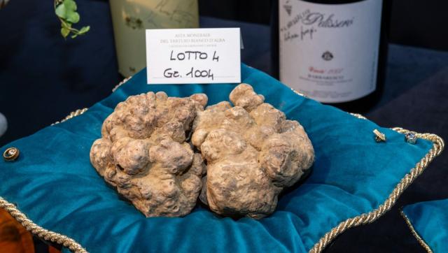Alba, battuto il tartufo bianco pi&ugrave; caro al mondo per il prezzo di 130mila euro aggiudicato ad Hong Kong