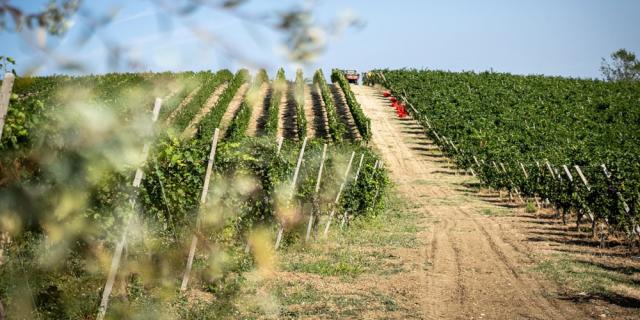 Terre d&rsquo;Oltrep&ograve;. La missione della pi&ugrave; grande cooperativa vinicola &egrave; la creazione di un polo industriale integrato e sostenibile 