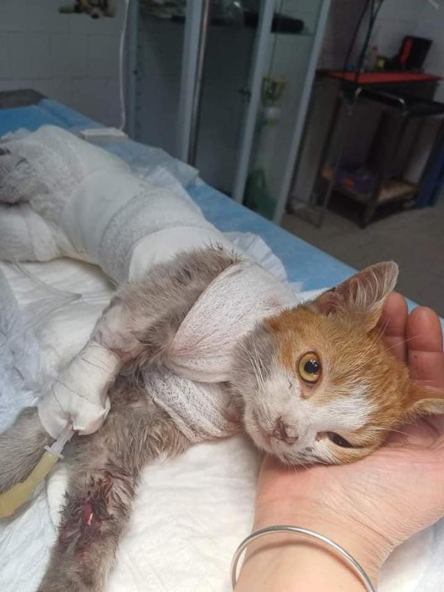 Morto Leone, il gatto scuoiato vivo e lasciato agonizzante in strada per 4 giorni, sindaco Angri: "Chi sa, parli"