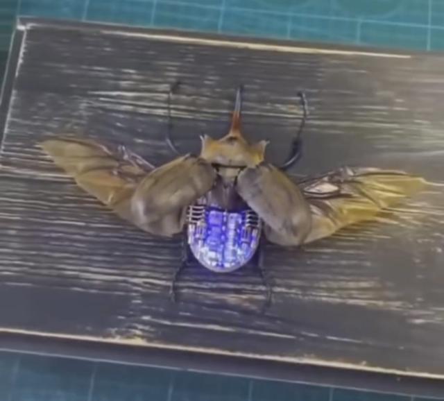 Servizi Segreti, arrivano gli insetti spia. I &ldquo;Centri per le Strategie Preliminari&rdquo; prendono informazioni ed elaborano strategie per Onu e World Bank - ESCLUSIVA