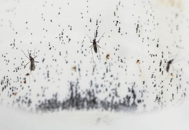 Dengue, Argentina decreta emergenza sanitaria per l&rsquo;epidemia, il web: &ldquo;Milei sfrutta l&rsquo;onda lunga del Covid per mettere tutti a tacere&rdquo;