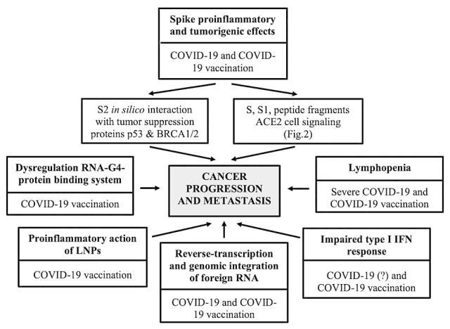 &ldquo;Vaccino Covid pu&ograve; portare alla progressione, recidiva e/o metastasi del cancro&rdquo;: lo studio su CUREUS