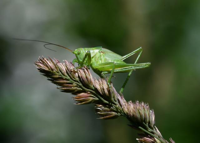 Farina d'insetti negli alimenti approvata in Italia, anche se mangiarli &egrave; considerato disgustoso dall'Ue