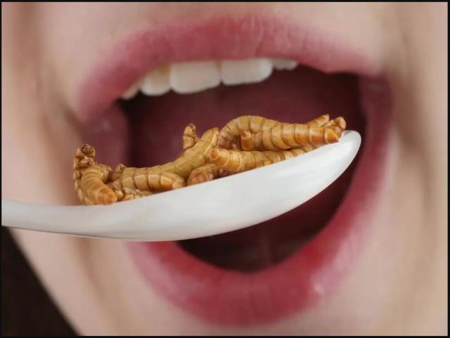 Farina di insetti in Gazzetta ufficiale, la cucina pi&ugrave; invidiata in un bluff dal retrogusto tailandese. Amatriciana al gusto bruco ne abbiamo?