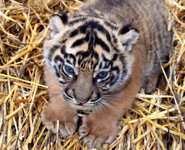 Tigre di Sumatra al Bioparco di Roma, il sondaggio sul nome per la cucciola: Dewi, Sakti o Kala?
