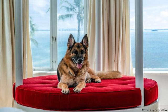 L'animale pi&ugrave; ricco del mondo &egrave; italiano, il pastore tedesco Gunther VI