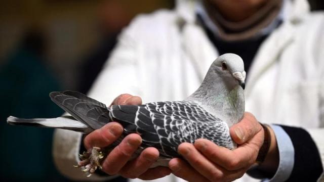 India, rilasciato dopo 8 mesi di 'carcere' il piccione sospettato di essere una spia cinese