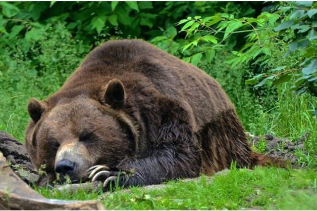 Trentino, Fugatti firma il decreto per abbattere orso M90 per aver inseguito una coppia. Meta Parma: "Non si sa neanche chi siano i due fidanzati, &egrave; una farsa"