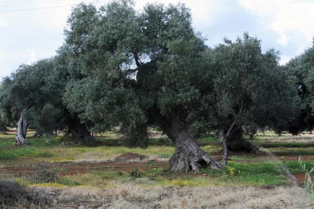 Sbagliata medicina Ue anti Xylella e distrutti 21 mln di ulivi: inutile sradicare piante vicine a quelle infettate - lo STUDIO