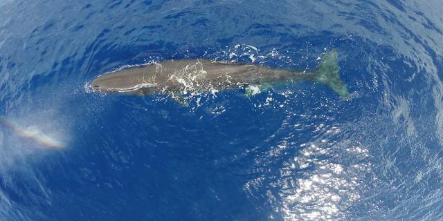 &ldquo;A.E.R.A. per PELAGOS&rdquo;.  Assegnate le borse di studio per la conservazione degli ecosistemi marini