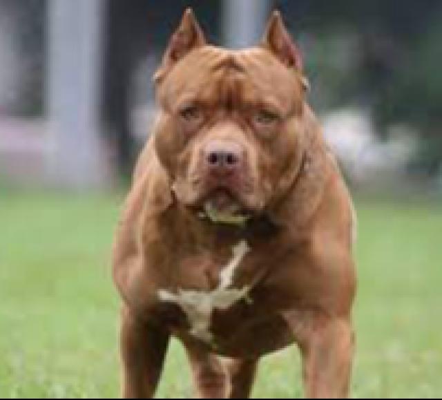 Genova, cani si azzuffano in mezzo alla strada, settantenne ferito nel tentativo di separare gli animali