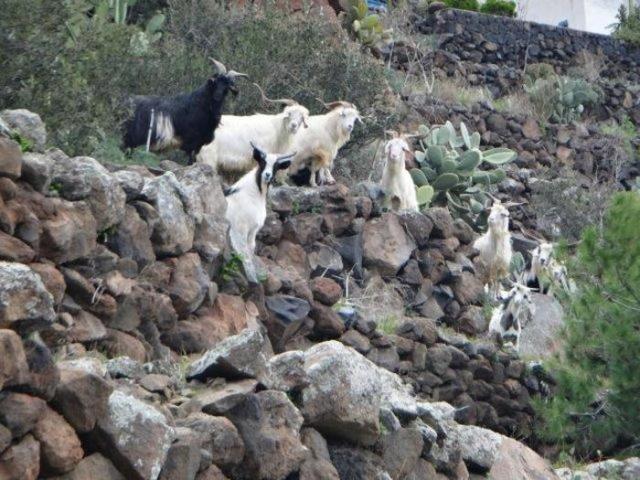 Isola di Alicudi, 100 abitanti e 600 capre: il sindaco le regala a chi ne far&agrave; richiesta
