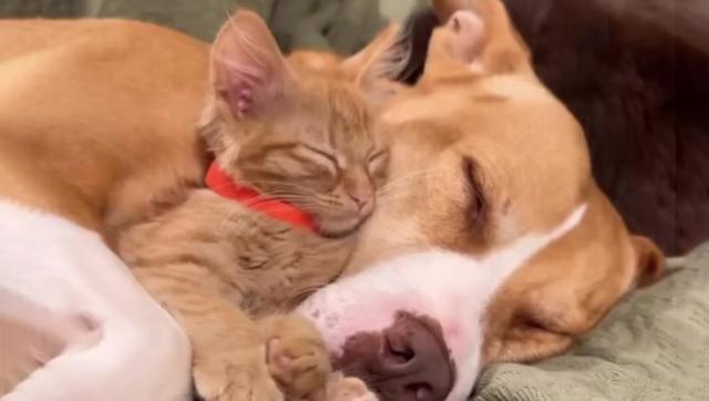 California, a San Diego un Pitt Bull femmina si prende cura dei gatti orfani