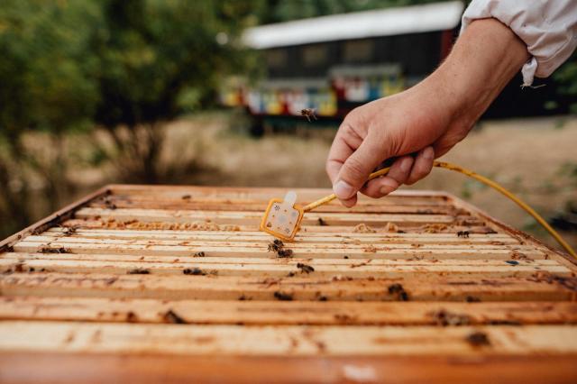 Edison Next, al via la partnership con 3Bee per tutela e rigenerazione biodiversit&agrave; con progetti per insetti impollinatori