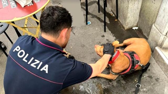 Roma, cane picchiata e gettata in un cassonetto, denunciato padrone albanese senzatetto, salvato il pitbull