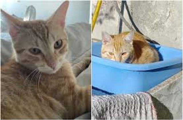 Roma, il gatto "Caracas" del quartiere Mandrione ucciso da un treno, legato con un nastro ai binari della stazione