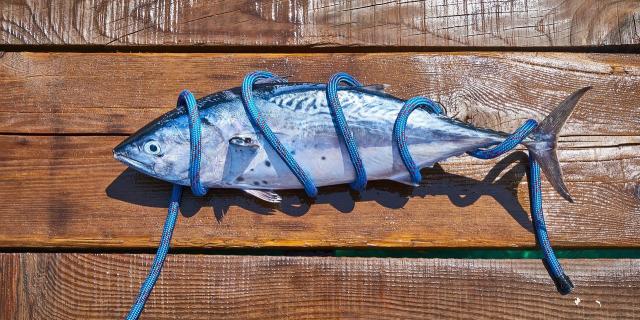 L&rsquo;importanza del pesce azzurro nel mercato ittico italiano. Maggior libert&agrave; ai pescatori locali