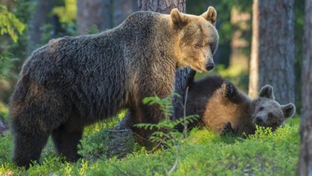 Trentino, orsa Kj1 uccisa, l'appello di Meta al Presidente Sergio Mattarella: intervenga e rimuova Fugatti